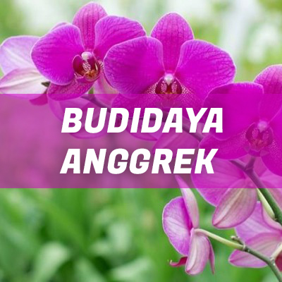Pelatihan Budidaya Anggrek